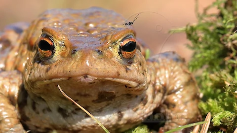 Erdkröte (Bufo bufo)