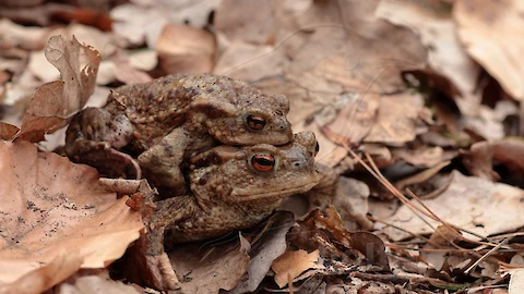 Erdkröte (Bufo bufo)