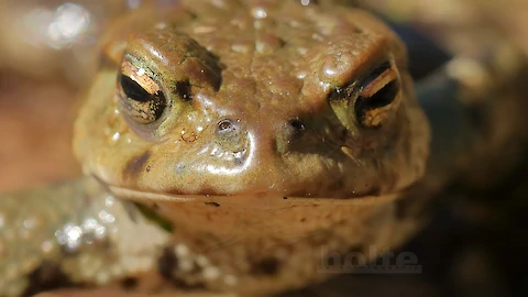 Erdkroete (Bufo bufo)