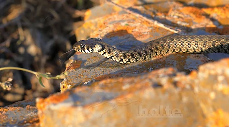 Amphibien & Reptilien