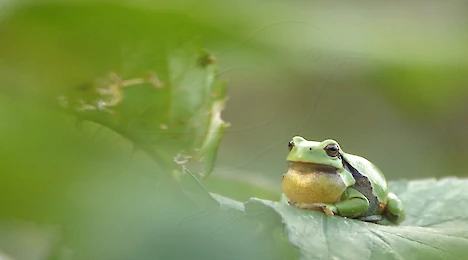 Amphibien & Reptilien