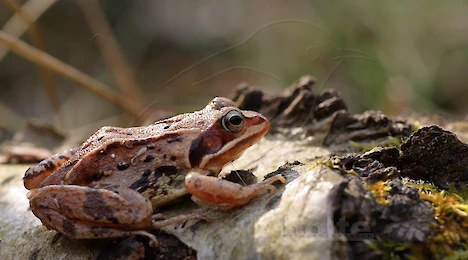 Amphibien & Reptilien