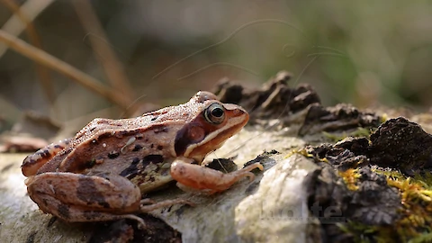 Moorfrosch (Rana arvalis)