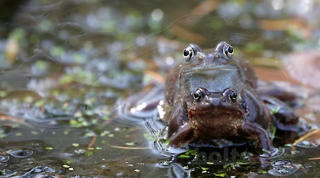 Amphibia & Reptilia