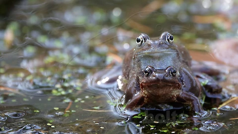 Moorfrosch (Rana arvalis)