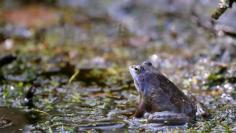 Moorfrosch (Rana arvalis)
