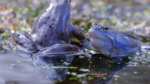 Moorfrosch (Rana arvalis)