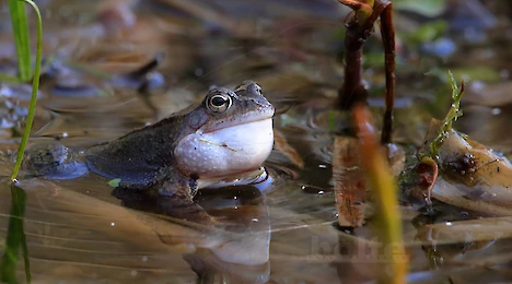 Amphibien & Reptilien