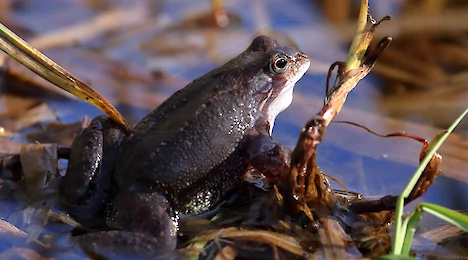 Amphibia & Reptilia