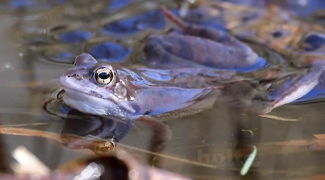 Amphibien & Reptilien