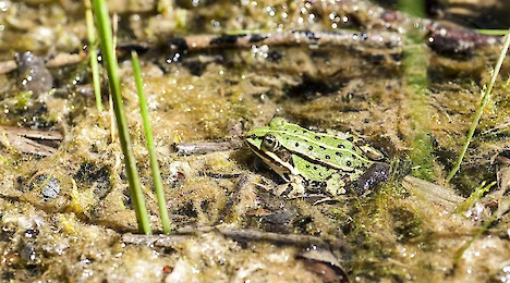 Amphibia & Reptilia