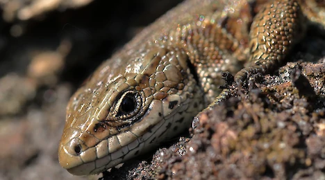Amphibien & Reptilien