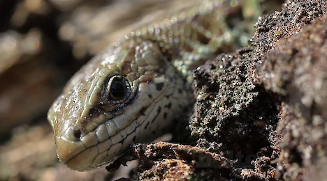 Amphibia & Reptilia
