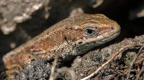 Amphibien & Reptilien