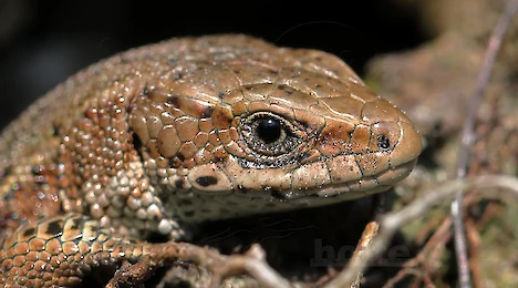 Amphibien & Reptilien