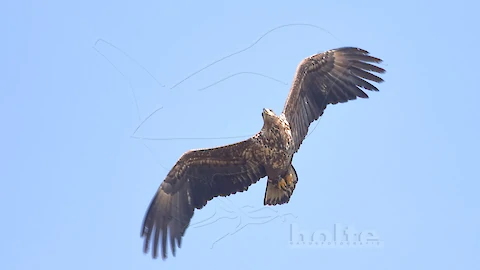 Seeadler (Haliaeetus albicilla)
