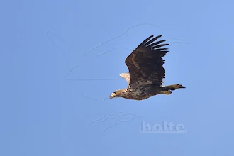 Seeadler (Haliaeetus albicilla)