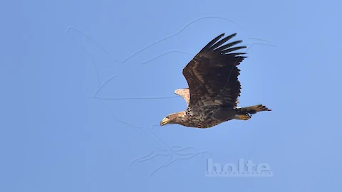 Seeadler (Haliaeetus albicilla)