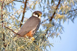 Baumfalke (Falco subbuteo)