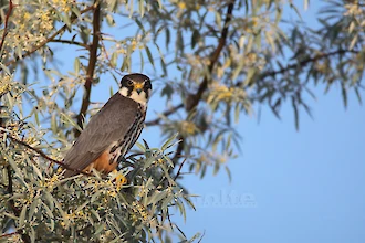 Baumfalke (Falco subbuteo)