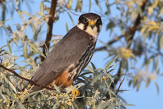 Baumfalke (Falco subbuteo)
