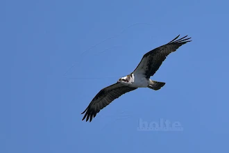 Fischadler (Pandion haliaetus)