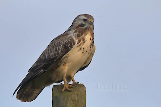 Mäusebussard (Buteo buteo)