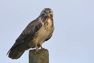 Mäusebussard (Buteo buteo)