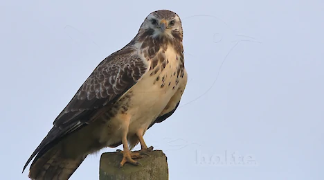 Raptors, falcons & owls