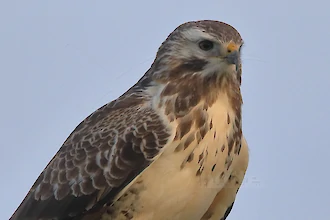 Mäusebussard (Buteo buteo)