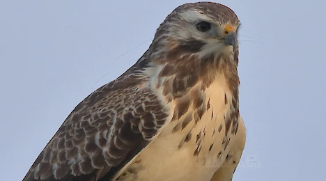 Raptors, falcons & owls