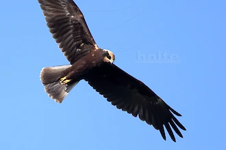 Rohrweihe (Circus aeruginosus)