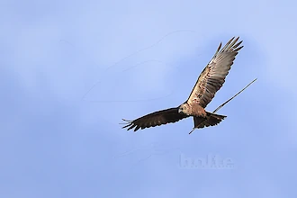 Rohrweihe (Circus aeruginosus)