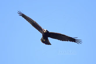 Rohrweihe (Circus aeruginosus)