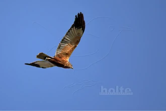 Rohrweihe (Circus aeruginosus)