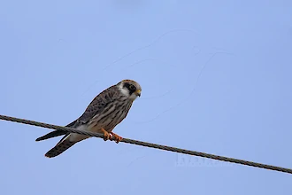 Rotfussfalke (Falco vespertinus)
