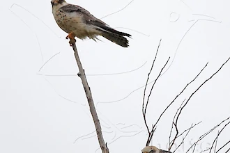 Rotfußfalke (Falco vespertinus)