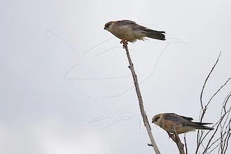 Rotfußfalke (Falco vespertinus)