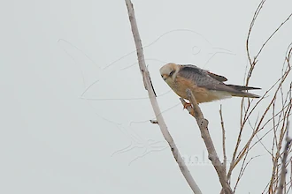 Rotfußfalke (Falco vespertinus)