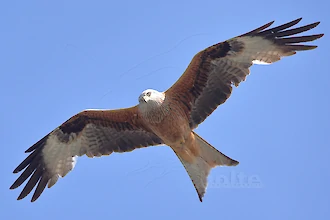 Rotmilan (Milvus milvus)