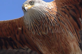 Rotmilan (Milvus milvus)