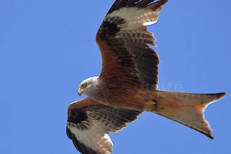 Rotmilan (Milvus milvus)