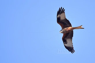 Rotmilan (Milvus milvus)