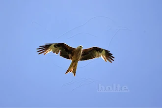 Rotmilan (Milvus milvus)