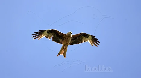 Raptors, falcons & owls
