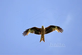 Rotmilan (Milvus milvus)