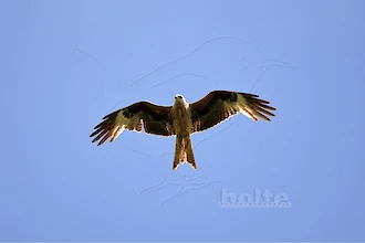 Rotmilan (Milvus milvus)