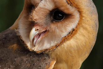 Schleiereule (Tyto alba)