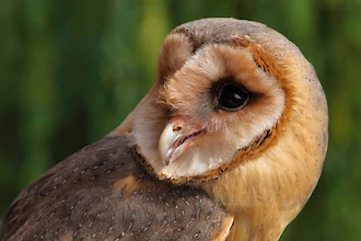 Schleiereule (Tyto alba)