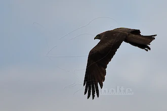 Schwarzmilan (Milvus migrans)